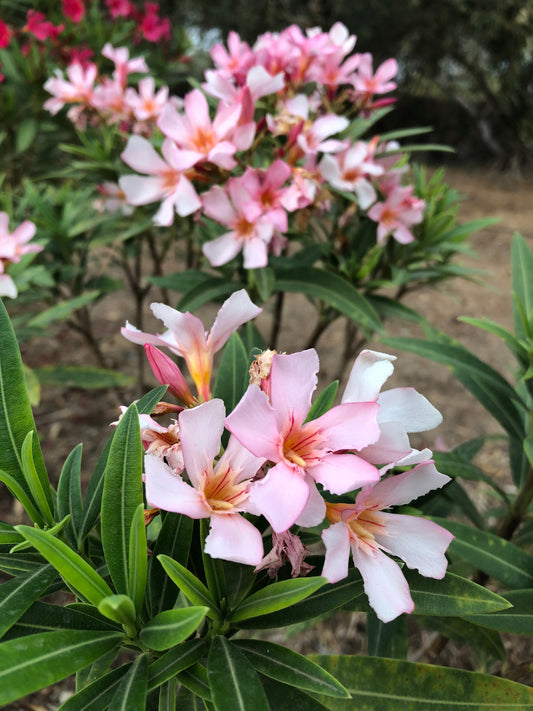 Jei mes kažkam norime pasakyti ne, bet pasakome taip, mes sau pasakome ne ir mūsų gyvenimas nebetenka prasmės